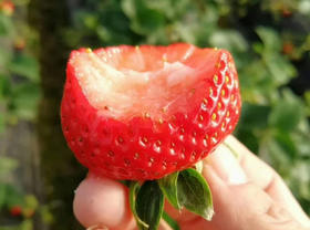 爱你“莓”商量，口口流汁，粒粒甜美，桐鲜生第八季草莓如约而至