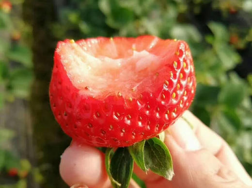 爱你“莓”商量，口口流汁，粒粒甜美，桐鲜生第八季草莓如约而至 商品图0