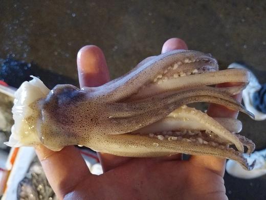 鱿鱼须，（1斤装）// 商品图0