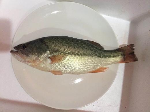活的鲈鱼1一1.1斤/条 商品图2