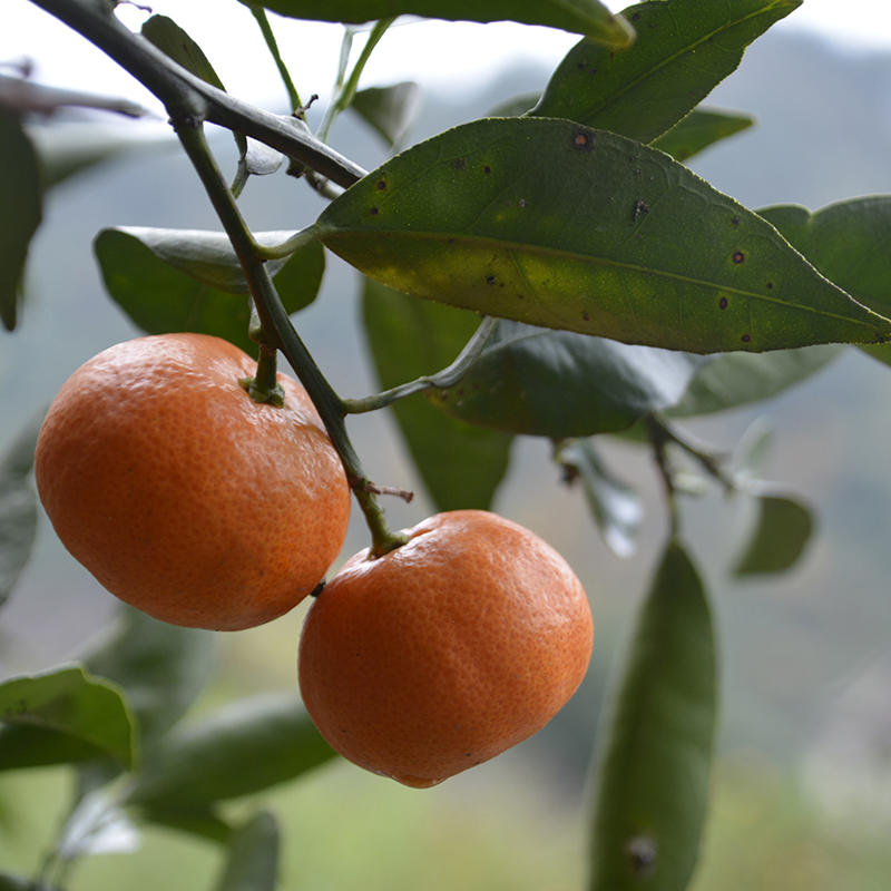 贵州余庆特产余庆红金桔 新鲜采摘 皮薄易剥 香甜多汁 5斤/箱 包邮
