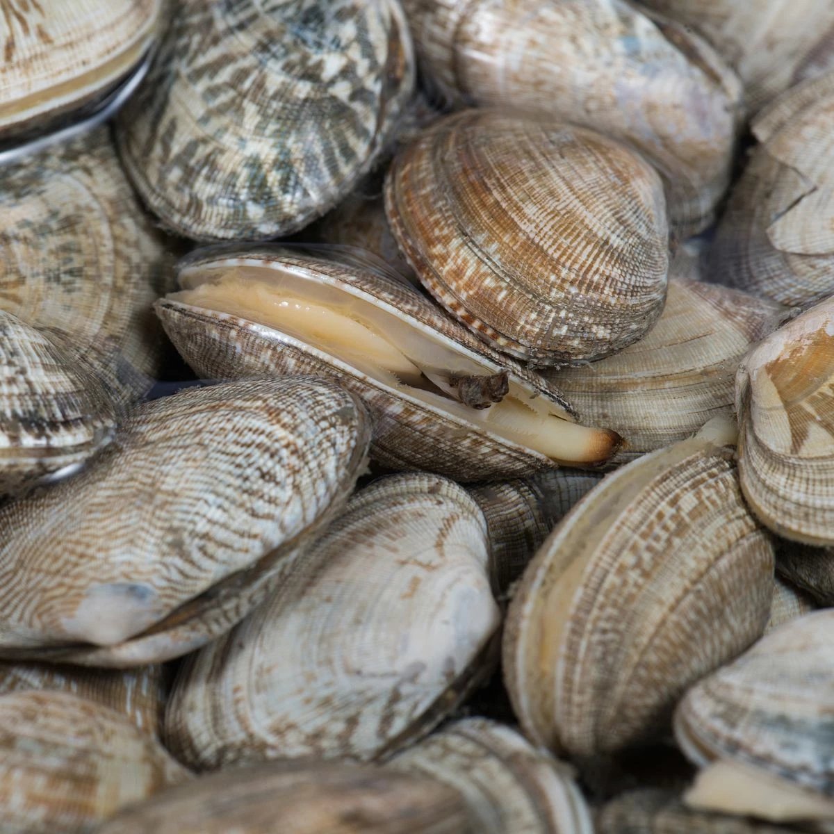 无沙花甲，买回去不需要再养了