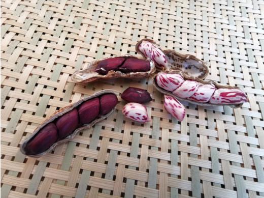 【2025年新上市云南野地七彩花生/黑花生】口感细腻甘香清甜，颜值高，“傣王”贡品，红砂土种植，山泉水灌溉，120天种植区全程人工护理，多种营养元素，好吃不上火 商品图1