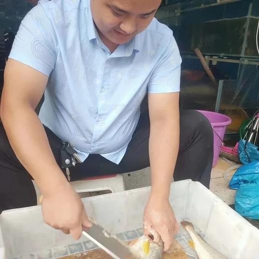 活的黄花鱼，1斤1条 商品图2