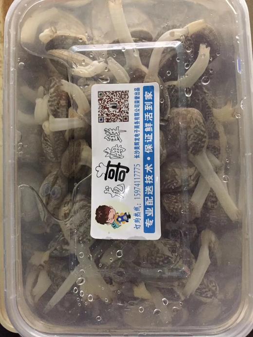 无沙花甲，买回去不需要再养了 商品图3