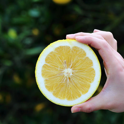 快抱第9年推荐老汪家胡柚 市面买不到的尖货 商品图3