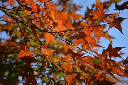 赏枫 | 醉美秋色—佛冈田野绿世界休闲摄影一天活动 商品图0