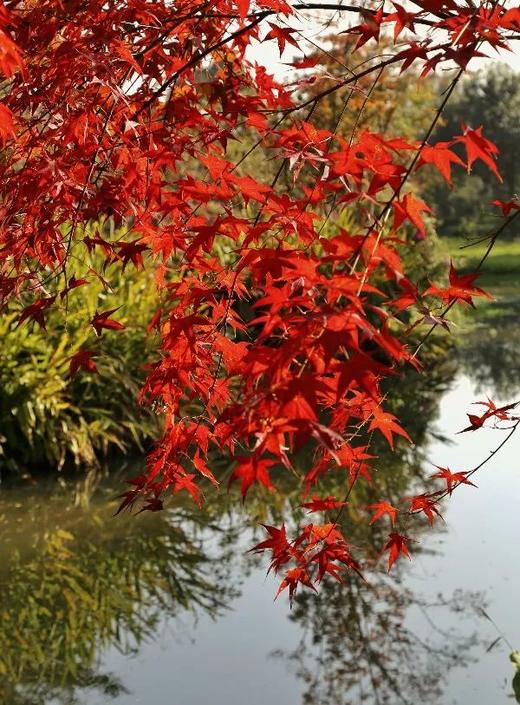 赏枫 | 醉美秋色—佛冈田野绿世界休闲摄影一天活动 商品图3