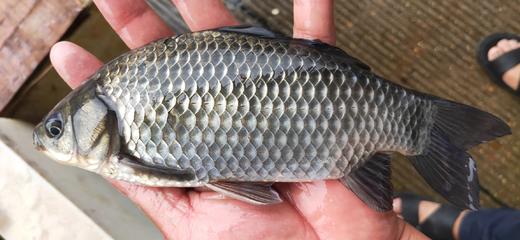 土鲫鱼，1条4一6两，活鱼新鲜炖汤产妇月子汤 商品图2