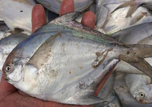 白鲳鱼(1斤装)4一5条// 商品图4