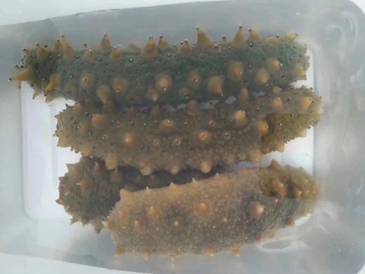 大连活海参1斤装3一4条// 商品图6