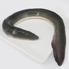 鳗鱼，白鳝，每条1.8-2斤左右 商品缩略图1