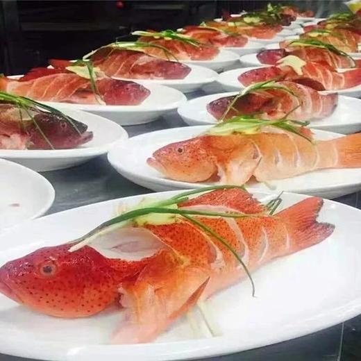 深海东星斑1条1.3一1.5斤 商品图2