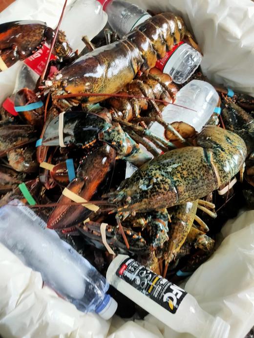 波士顿龙虾，148元1只0.9一1斤 商品图4