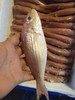 金线鱼(1斤装)三条左右 商品缩略图1