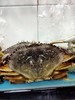 珍宝蟹1.8-2斤/只【香鲜诱人】 商品缩略图3