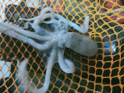 活的八爪鱼，1斤装 商品图3