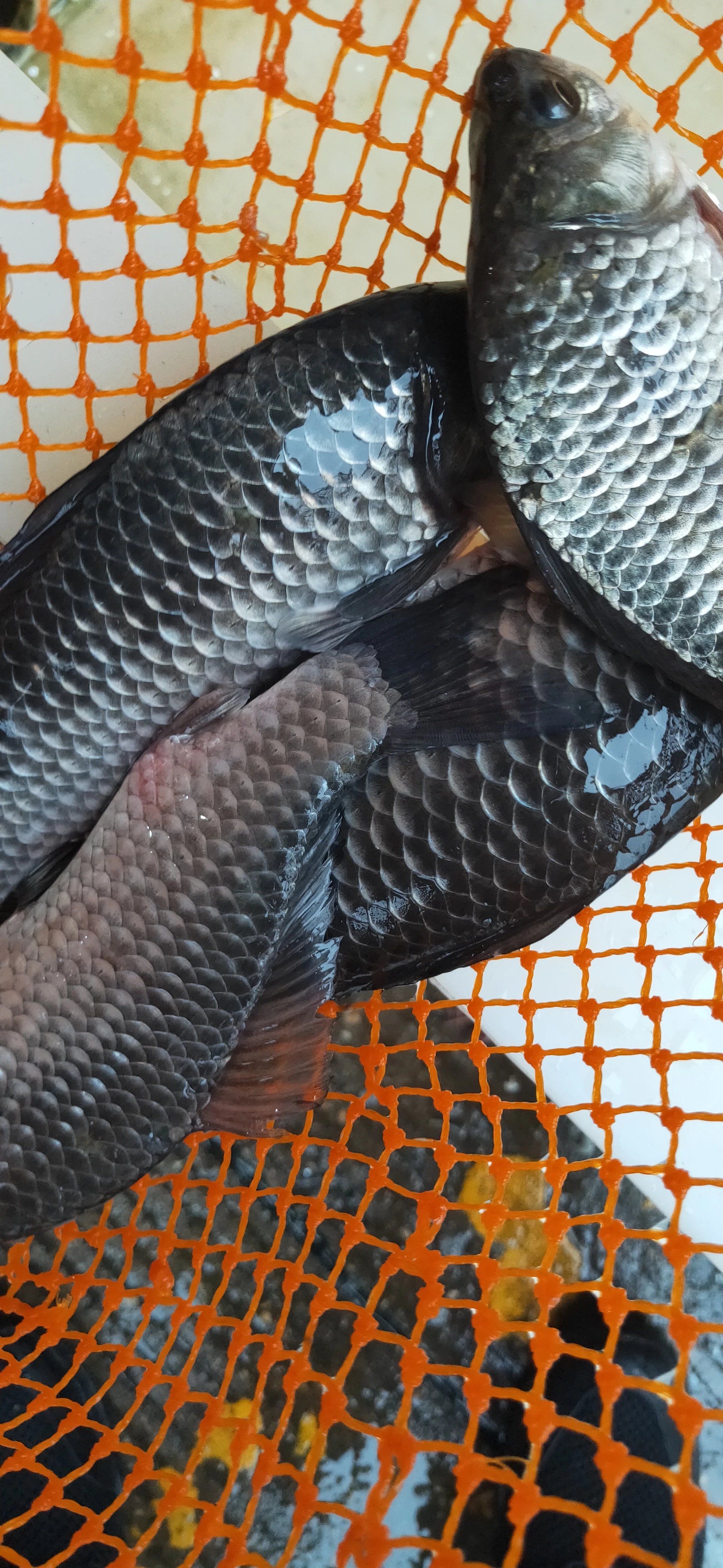 土鲫鱼，1条4一6两，活鱼新鲜炖汤产妇月子汤