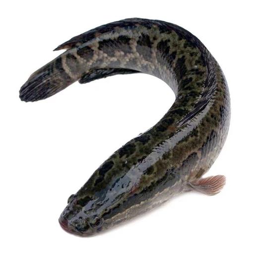 活的黑鱼，3.2一3.5斤1条适合做酸菜鱼片 商品图1