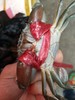 小肉蟹；1斤装//6一8只 商品缩略图6