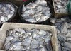 白鲳鱼(1斤装)4一5条// 商品缩略图1