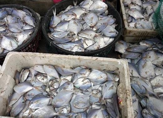 白鲳鱼(1斤装)4一5条// 商品图1