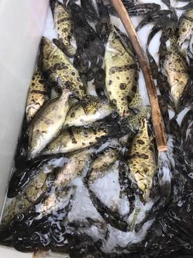 活的桂鱼，1条（1一1.2斤）