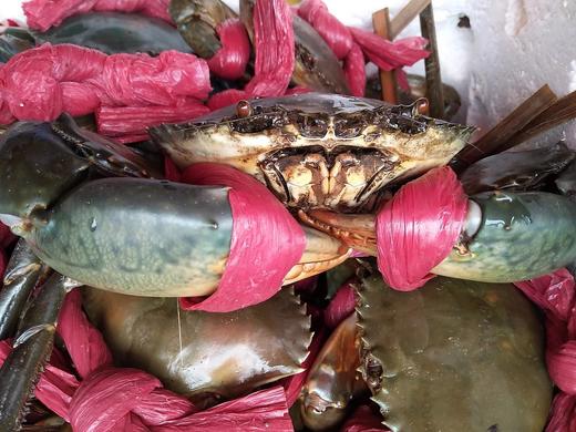 大肉蟹，85元1只，带绳子每只1斤 商品图1