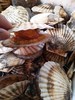 鲜活扇贝1斤/4一5个// 商品缩略图3