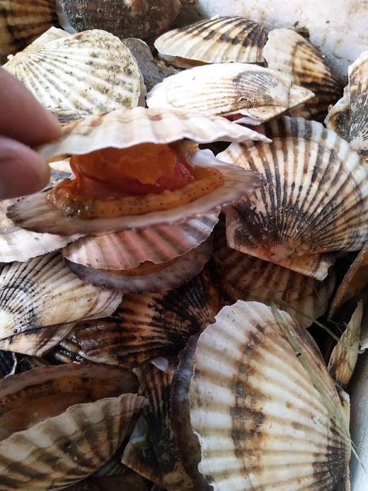 鲜活扇贝1斤/4一5个// 商品图3