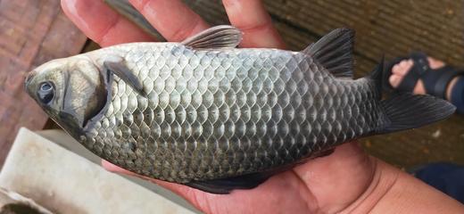 土鲫鱼，1条4一6两，活鱼新鲜炖汤产妇月子汤 商品图3