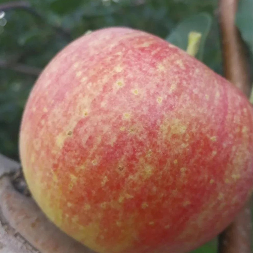 陈醋有爱酵素苹果8斤顺丰包邮，十几年不用化肥农药