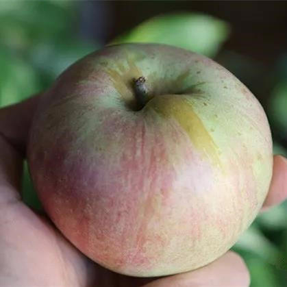 陈醋有爱酵素苹果8斤顺丰包邮，十几年不用化肥农药 商品图1