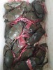 小肉蟹；1斤装//6一8只 商品缩略图3