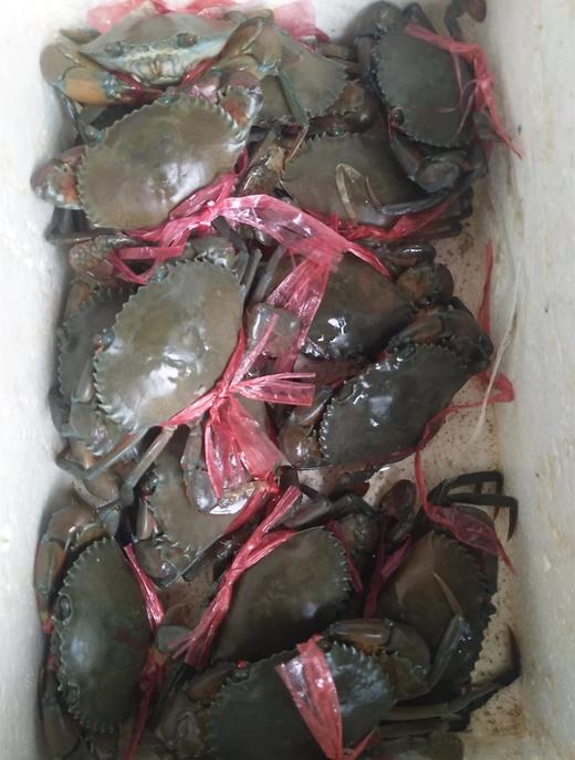 小肉蟹；1斤装//6一8只 商品图3