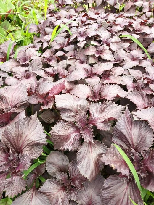 紫苏叶(约100克) 商品图1