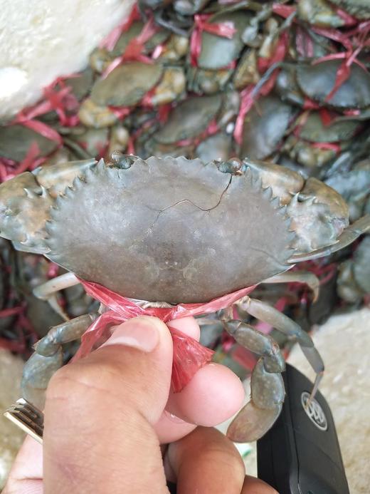 小肉蟹；1斤装//6一8只 商品图5