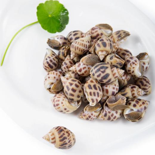 鲜活花螺500g/份// 商品图1