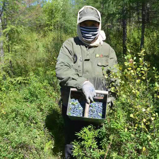 有机野生蓝莓干 200g/袋  精选大小兴安岭森林野生蓝莓干 （中国有机认证、国家地理标志产品） 商品图4