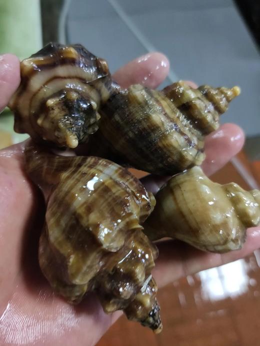 鲜活海螺1斤5一6个左右∥ 商品图2