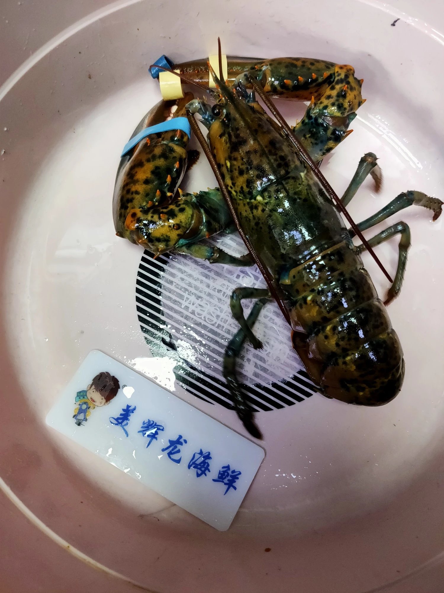 波士顿龙虾，148元1只0.9一1斤