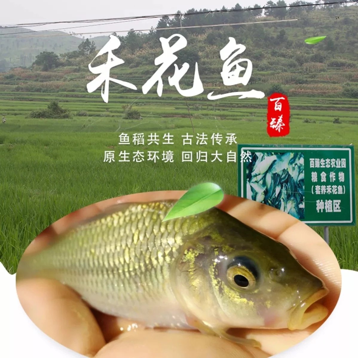 活的禾花鱼，1斤装