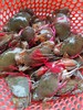 小肉蟹；1斤装//6一8只 商品缩略图1
