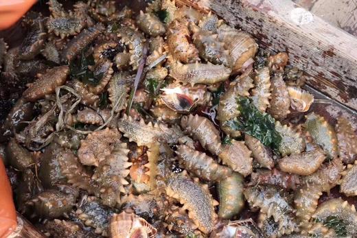 大连活海参1斤装3一4条// 商品图1