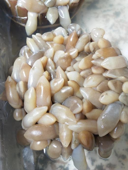 鲜活圣子王 商品图0