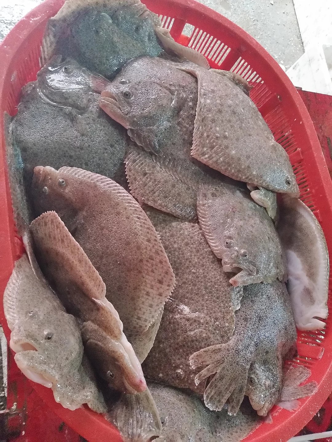 活的多宝鱼1-1.1斤/条