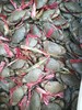 小肉蟹；1斤装//6一8只 商品缩略图2