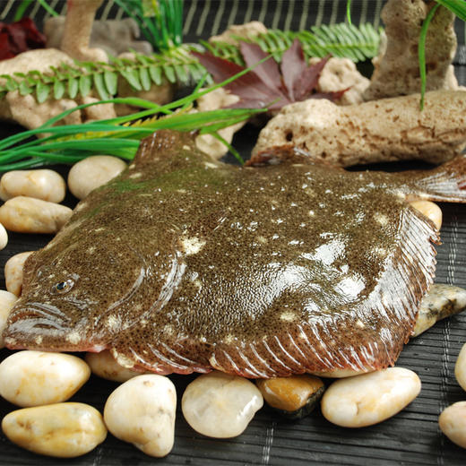 ysd多宝鱼比目鱼500g