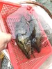 活的桂鱼0.9-1斤/条// 商品缩略图1