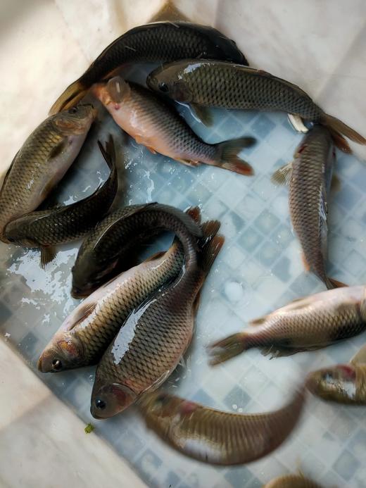 活的禾花鱼，1斤装 商品图1